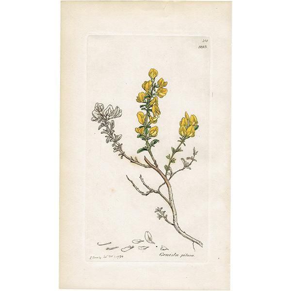 ꥹ ƥ ܥ˥륢/ʪ Ƽǲ GENISTA pilosaʥ˥ԥ. plate.993,1839ǯ 0557