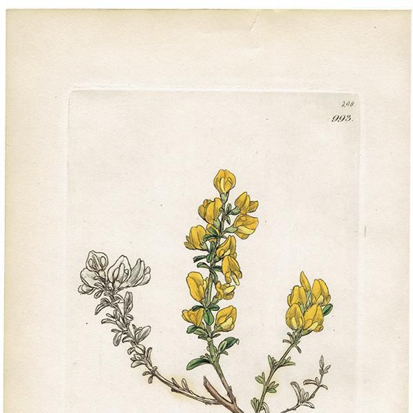 ꥹ ƥ ܥ˥륢/ʪ Ƽǲ GENISTA pilosaʥ˥ԥ. plate.993,1839ǯ 0557
