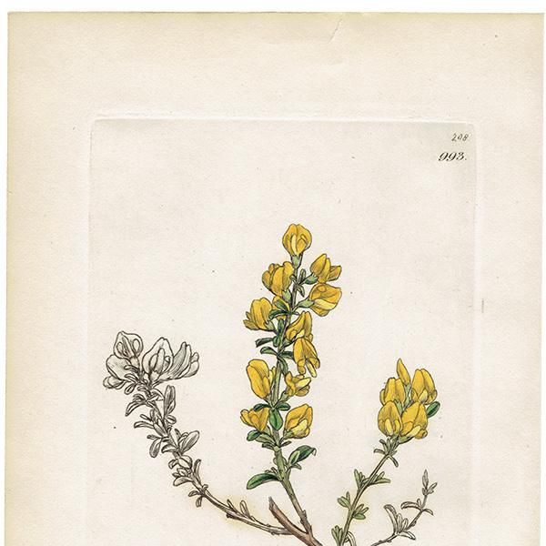 ꥹ ƥ ܥ˥륢/ʪ Ƽǲ GENISTA pilosaʥ˥ԥ. plate.993,1839ǯ 0557