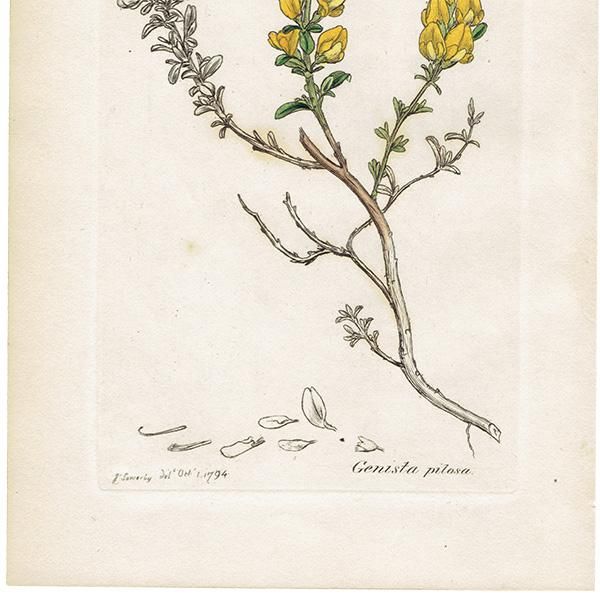 ꥹ ƥ ܥ˥륢/ʪ Ƽǲ GENISTA pilosaʥ˥ԥ. plate.993,1839ǯ 0557