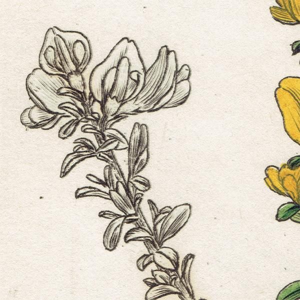 ꥹ ƥ ܥ˥륢/ʪ Ƽǲ GENISTA pilosaʥ˥ԥ. plate.993,1839ǯ 0557