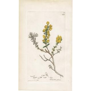 ꥹ ƥ ܥ˥륢/ʪ Ƽǲ GENISTA pilosaʥ˥ԥ. plate.993,1839ǯ 0557