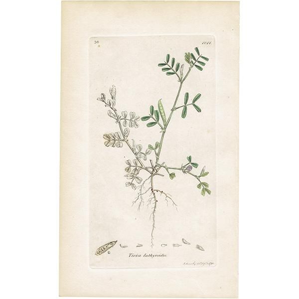 ꥹ ƥ ܥ˥륢/ʪ Ƽǲ VICIA lathyroidesʥҥʥ饹Υɥ. plate.1011,1839ǯ 0558