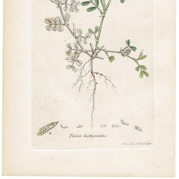 イギリス アンティーク ボタニカルアート/植物画 銅版画 VICIA イギリス アンティーク ボタニカルアート/植物画 銅版画 VICIA