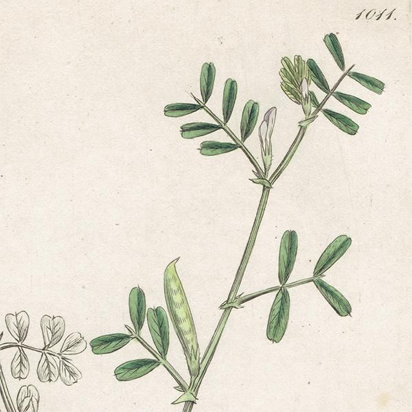 イギリス アンティーク ボタニカルアート/植物画 銅版画 VICIA イギリス アンティーク ボタニカルアート/植物画 銅版画 VICIA