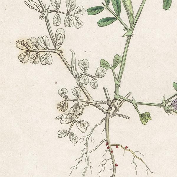 イギリス アンティーク ボタニカルアート/植物画 銅版画 VICIA イギリス アンティーク ボタニカルアート/植物画 銅版画 VICIA