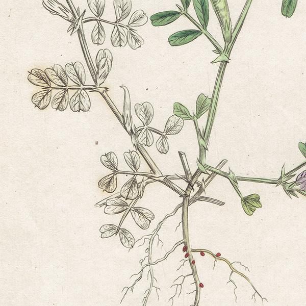 ꥹ ƥ ܥ˥륢/ʪ Ƽǲ VICIA lathyroidesʥҥʥ饹Υɥ. plate.1011,1839ǯ 0558