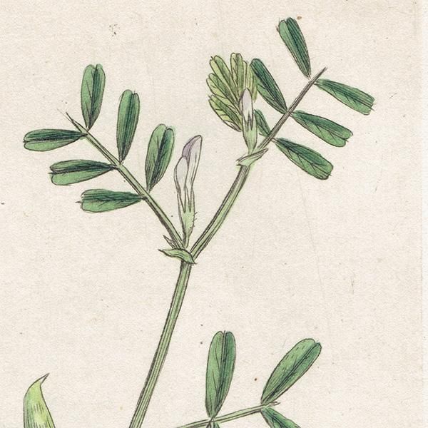 ꥹ ƥ ܥ˥륢/ʪ Ƽǲ VICIA lathyroidesʥҥʥ饹Υɥ. plate.1011,1839ǯ 0558