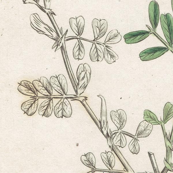 ꥹ ƥ ܥ˥륢/ʪ Ƽǲ VICIA lathyroidesʥҥʥ饹Υɥ. plate.1011,1839ǯ 0558