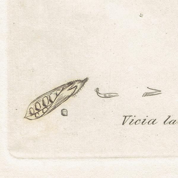 ꥹ ƥ ܥ˥륢/ʪ Ƽǲ VICIA lathyroidesʥҥʥ饹Υɥ. plate.1011,1839ǯ 0558