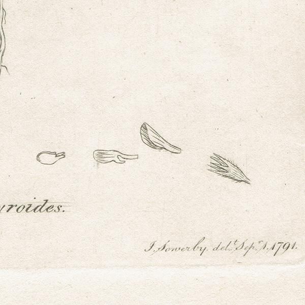 ꥹ ƥ ܥ˥륢/ʪ Ƽǲ VICIA lathyroidesʥҥʥ饹Υɥ. plate.1011,1839ǯ 0558