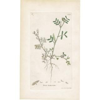 ꥹ ƥ ܥ˥륢/ʪ Ƽǲ VICIA lathyroidesʥҥʥ饹Υɥ. plate.1011,1839ǯ 0558