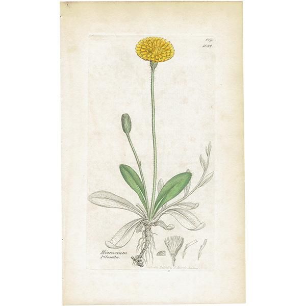 イギリス アンティーク ボタニカルアート/植物画 銅版画 イギリス アンティーク ボタニカルアート/植物画 銅版画