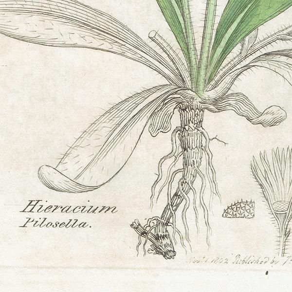 イギリス アンティーク ボタニカルアート/植物画 銅版画 イギリス アンティーク ボタニカルアート/植物画 銅版画