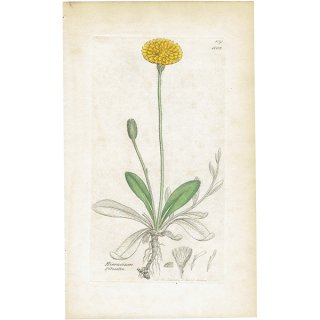 イギリス アンティーク ボタニカルアート/植物画 銅版画 HIERACIUM Pilosella（ハイコウリンタンポポ）. plate.1082,1839年 0559