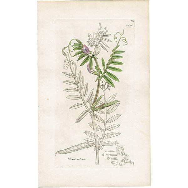 ꥹ ƥ ܥ˥륢/ʪ Ƽǲ VICIA sativaʥϥɥ. plate.1010,1839ǯ 0560