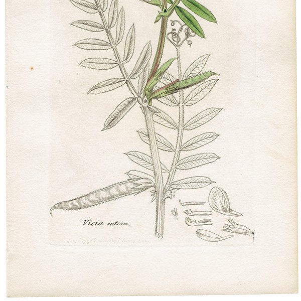 ꥹ ƥ ܥ˥륢/ʪ Ƽǲ VICIA sativaʥϥɥ. plate.1010,1839ǯ 0560