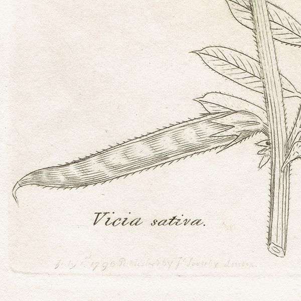 ꥹ ƥ ܥ˥륢/ʪ Ƽǲ VICIA sativaʥϥɥ. plate.1010,1839ǯ 0560