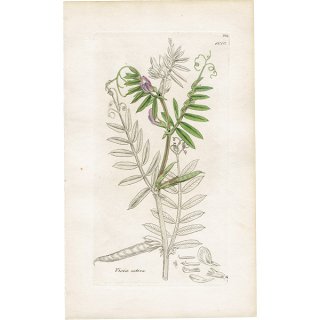 イギリス アンティーク ボタニカルアート/植物画 銅版画 VICIA sativa（ヤハズエンドウ）. plate.1010,1839年 0560