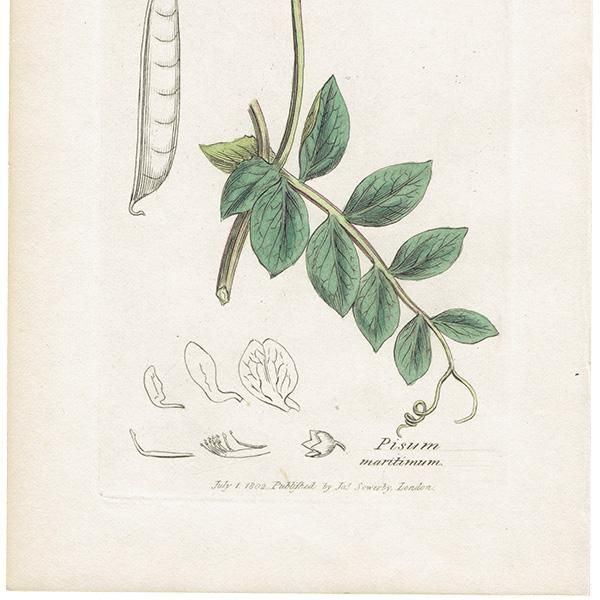 イギリス アンティーク ボタニカルアート/植物画 銅版画 PISUM maritimum（ハマエンドウの仲間）. plate.1007,1839年 0561