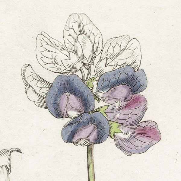 イギリス アンティーク ボタニカルアート/植物画 銅版画 PISUM maritimum（ハマエンドウの仲間）. plate.1007,1839年 0561