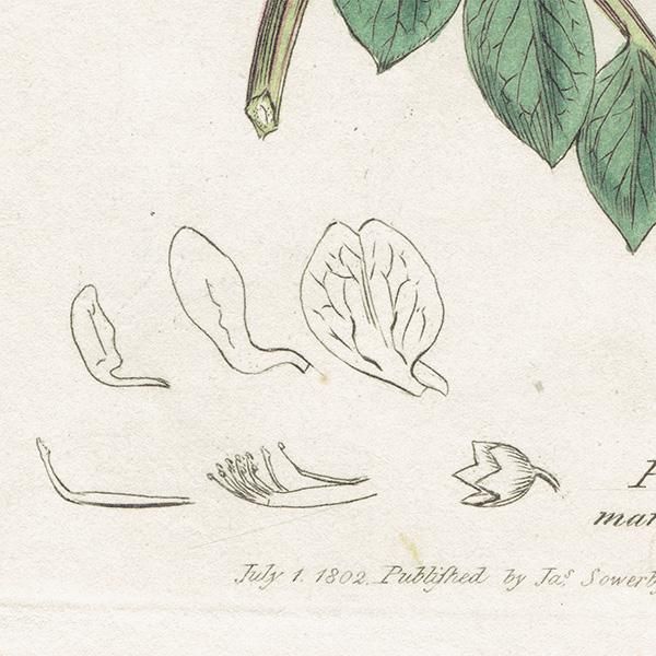 イギリス アンティーク ボタニカルアート/植物画 銅版画 PISUM maritimum（ハマエンドウの仲間）. plate.1007,1839年 0561