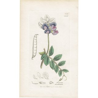 イギリス アンティーク ボタニカルアート/植物画 銅版画 PISUM maritimum（ハマエンドウの仲間）. plate.1007,1839年 0561