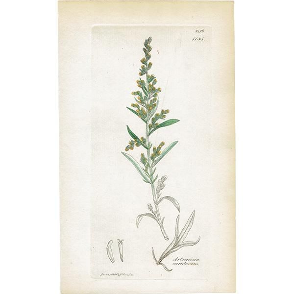 ꥹ ƥ ܥ˥륢/ʪ Ƽǲ ARTEMISIA caerulescensʥʥ⥮°ΰ. plate.1135,1839ǯ 0562