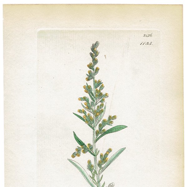 イギリス アンティーク ボタニカルアート/植物画 銅版画 ARTEMISIA caerulescens（キク科ヨモギ属の一種）.