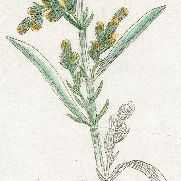 イギリス アンティーク ボタニカルアート/植物画 銅版画 ARTEMISIA caerulescens（キク科ヨモギ属の一種）.
