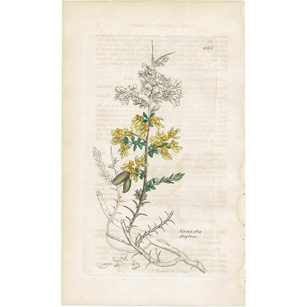 ꥹ ƥ ܥ˥륢/ʪ Ƽǲ GENISTA anglicaʥޥʤοʪ. plate.994,1839ǯ 0563