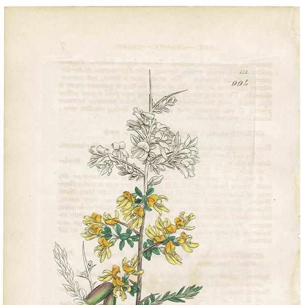 イギリス アンティーク ボタニカルアート/植物画 銅版画 GENISTA イギリス アンティーク ボタニカルアート/植物画 銅版画 GENISTA