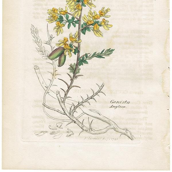 ꥹ ƥ ܥ˥륢/ʪ Ƽǲ GENISTA anglicaʥޥʤοʪ. plate.994,1839ǯ 0563