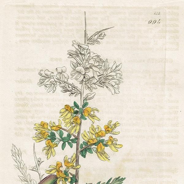 イギリス アンティーク ボタニカルアート/植物画 銅版画 GENISTA イギリス アンティーク ボタニカルアート/植物画 銅版画 GENISTA