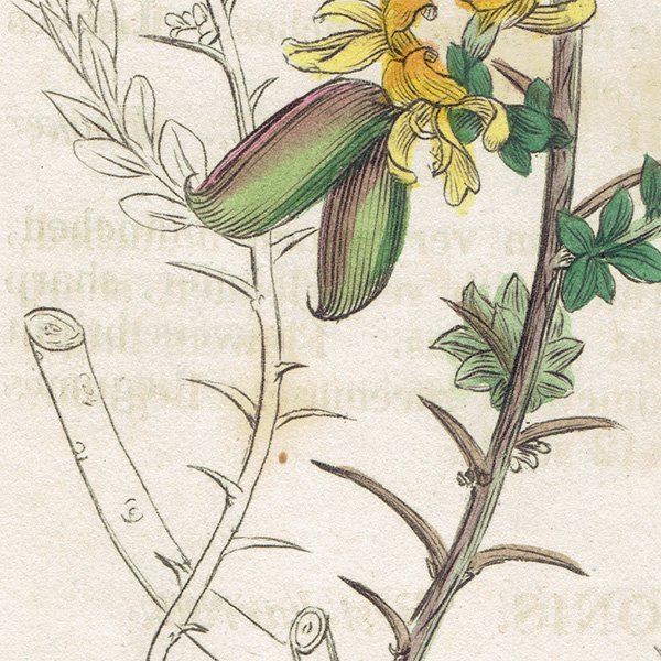 ꥹ ƥ ܥ˥륢/ʪ Ƽǲ GENISTA anglicaʥޥʤοʪ. plate.994,1839ǯ 0563