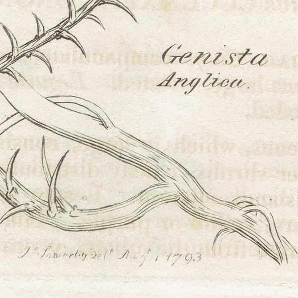 イギリス アンティーク ボタニカルアート/植物画 銅版画 GENISTA イギリス アンティーク ボタニカルアート/植物画 銅版画 GENISTA