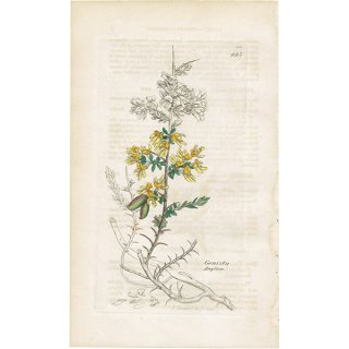 イギリス アンティーク ボタニカルアート/植物画 銅版画 GENISTA anglica（マメ科の植物）. plate.994,1839年 0563