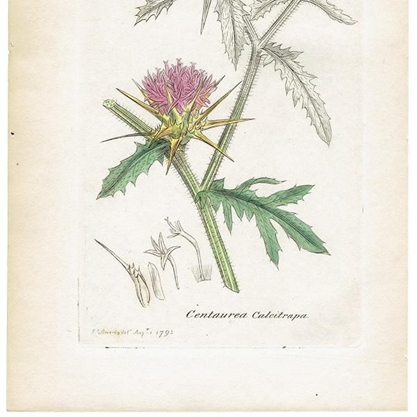 ꥹ ƥ ܥ˥륢/ʪ Ƽǲ CENTAUREA Calcitrapaʥ饵䥰ޥ. plate.1191,1839ǯ 0564