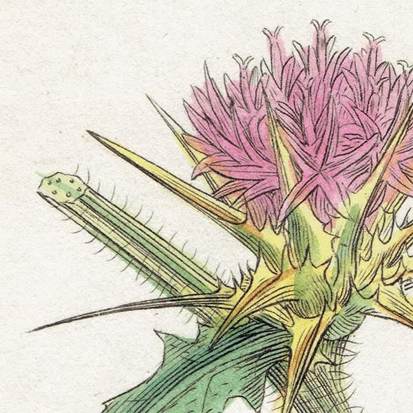 ꥹ ƥ ܥ˥륢/ʪ Ƽǲ CENTAUREA Calcitrapaʥ饵䥰ޥ. plate.1191,1839ǯ 0564