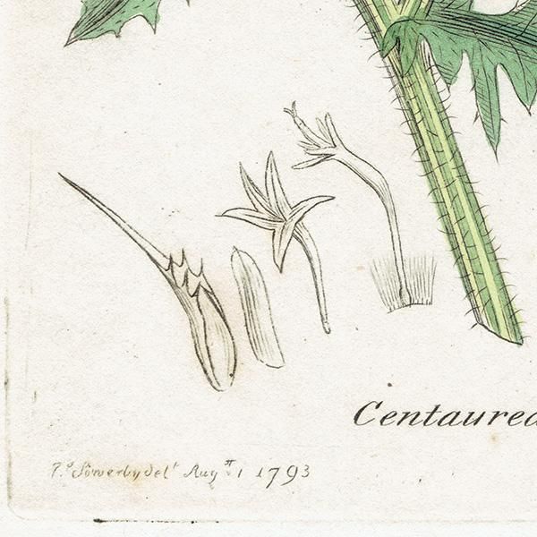 ꥹ ƥ ܥ˥륢/ʪ Ƽǲ CENTAUREA Calcitrapaʥ饵䥰ޥ. plate.1191,1839ǯ 0564