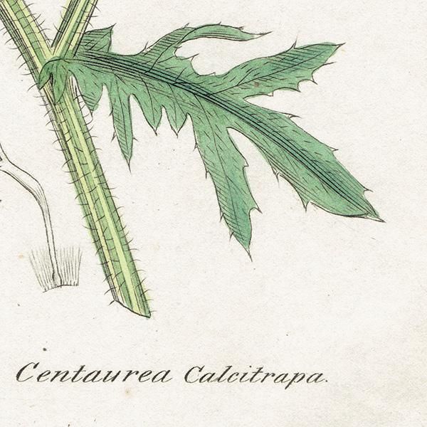 ꥹ ƥ ܥ˥륢/ʪ Ƽǲ CENTAUREA Calcitrapaʥ饵䥰ޥ. plate.1191,1839ǯ 0564