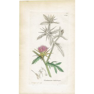 イギリス アンティーク ボタニカルアート/植物画 銅版画 CENTAUREA Calcitrapa（ムラサキイガヤグルマギク）. plate.1191,1839年 0564