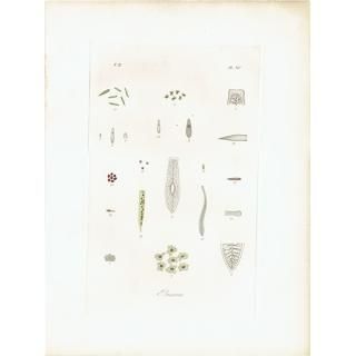 キツネの図版　フランス　アンティーク　版画　1880年　動物　博物画　額縁 132172900.jpg?cmsp_timestamp=