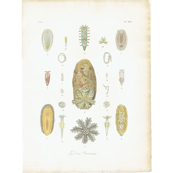 ウミウシガイドブック 洋書 美品 Nudibranchs