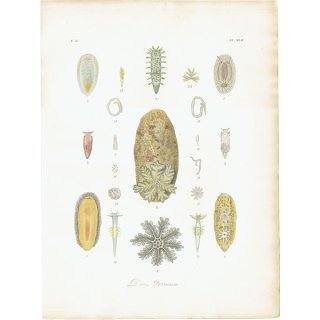 海洋生物 ウミウシ（軟体動物 / Doris verrucosa） イギリス アンティークプリント 博物画 標本画｜0103