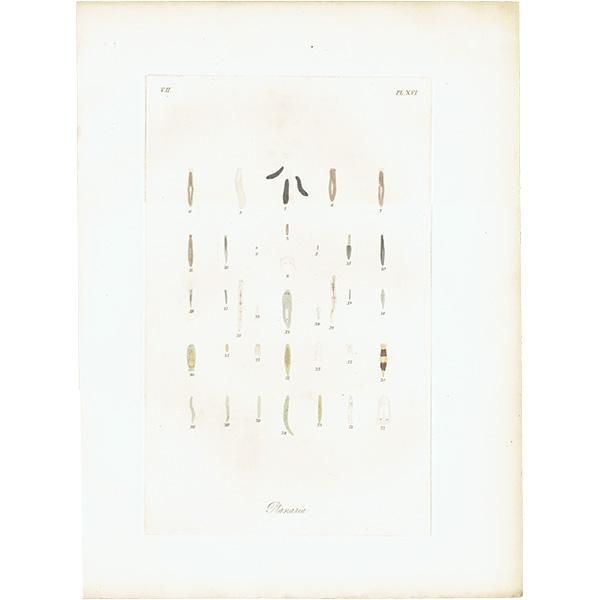 ʪ ץʥꥢ٨ưʪ / Planaria ꥹ ƥץ ʪ ɸܲ0104