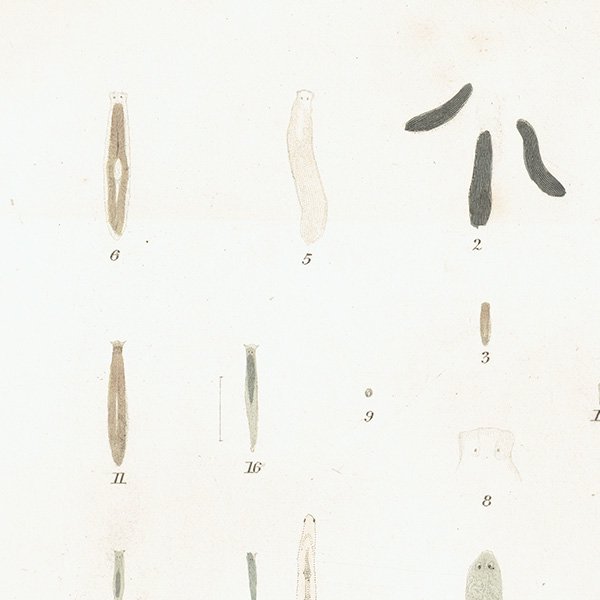 ʪ ץʥꥢ٨ưʪ / Planaria ꥹ ƥץ ʪ ɸܲ0104