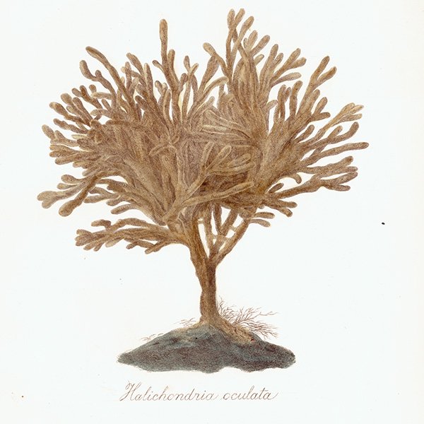 海洋生物 海綿動物 （Halichondria oculata） イギリス アンティーク 