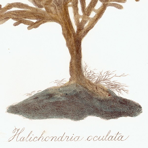 ʪ ưʪ Halichondria oculata ꥹ ƥץ ʪ ɸܲ0105