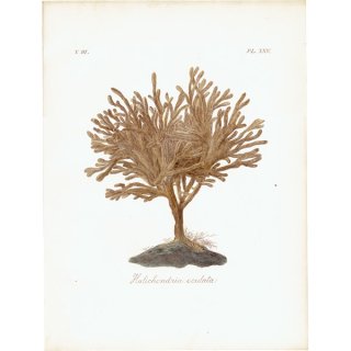 海洋生物 海綿動物 （Halichondria oculata） イギリス アンティークプリント 博物画 標本画｜0105
